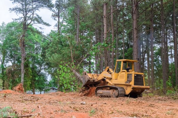 Cost of Trees Clearing in Anchorage