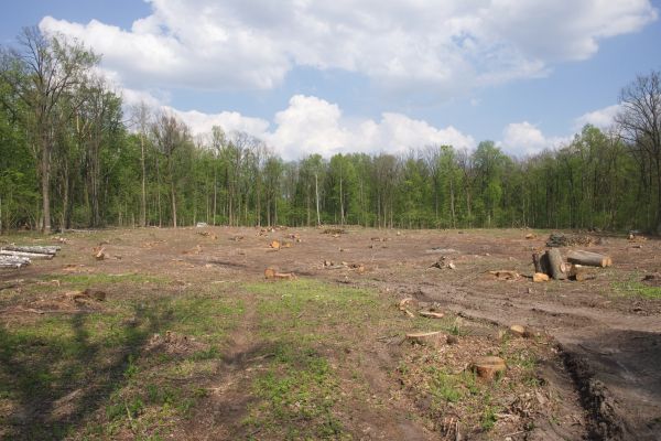 Cost of Pasture Clearing in Anchorage