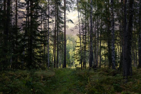 Cost of Pine Tree Clearing in Anchorage
