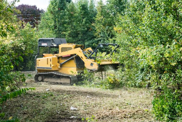 Cost of Pathway Clearing in Anchorage