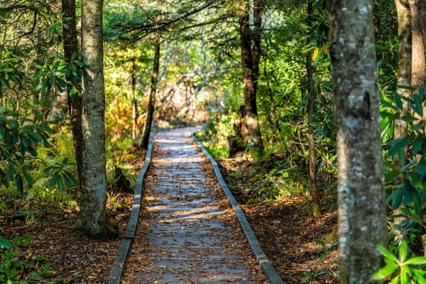 Cost of Trail Clearing in Anchorage